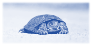 Image showing a very slow moving tortoise to show that slow things can be really annoying - page load speed is a very big deal and making your website as fast as possible should be one of your top priorities 