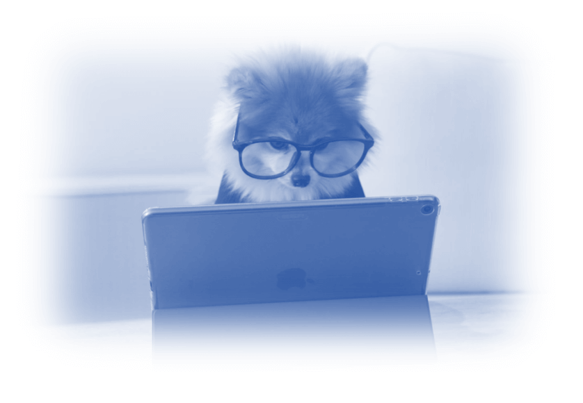 Image showing a dog with business glasses on working at a laptop - Google Ads vs Microsoft Ads – What are the key differences